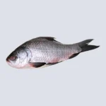 Catla Fish – Freshwater Favorite, Halal-Cleaned