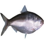 Hilsa