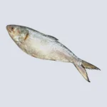 Hilsa Fish (Ilish) – Premium Bengali Delicacy, Halal-Cleaned