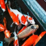 Koi