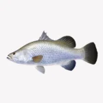 Koral Fish (Large) – Fresh & Halal Cleaned