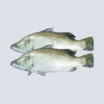 Koral Fish (Small) – Fresh & Halal-Cleaned