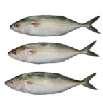 Maigal Fish (Large) – Fresh, Halal-Cleaned