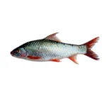 Mrigal Small