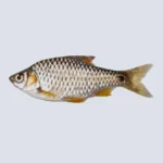 Puti Fish – Small Freshwater Fish, Halal-Cleaned
