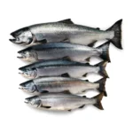 Salmon