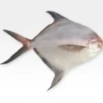 Silver Pomfret (Re) – Fresh, Halal-Cleaned Premium Fish