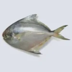 Silver Pomfret (Small) – Fresh Ocean Fish