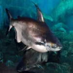 Swai Fish