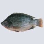 Tilapia – Fresh & Cleaned (Zabiha Halal)
